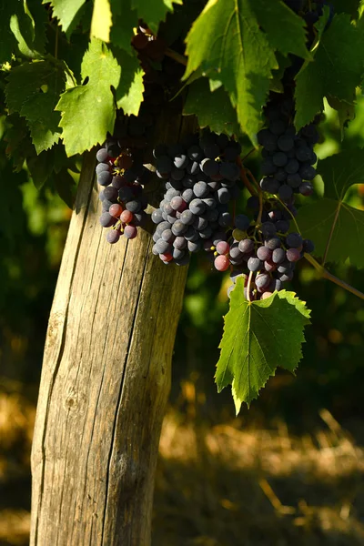 Uvas Rojas Los Viñedos Región Chianti Toscana Italia — Foto de Stock