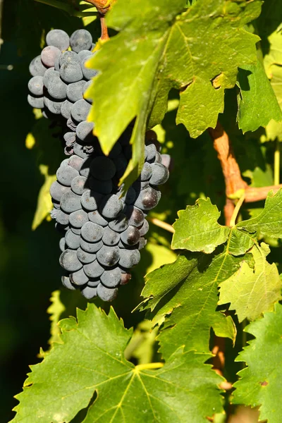 Uvas Rojas Los Viñedos Región Chianti Toscana Italia — Foto de Stock