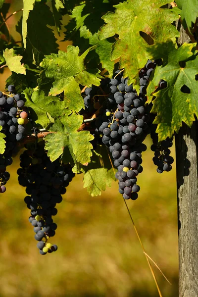 Raisins Rouges Sur Les Vignobles Région Chianti Toscane Italie — Photo
