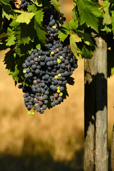 Κόκκινα Σταφύλια Αμπελώνα Στην Περιοχή Chianti Τοσκάνη Ιταλία — Φωτογραφία Αρχείου