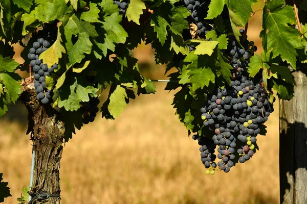 Κόκκινα Σταφύλια Αμπελώνα Στην Περιοχή Chianti Τοσκάνη Ιταλία — Φωτογραφία Αρχείου