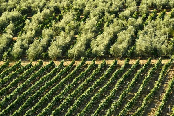 Paisagem Típica Toscana Com Vinhas Oliveiras Itália — Fotografia de Stock