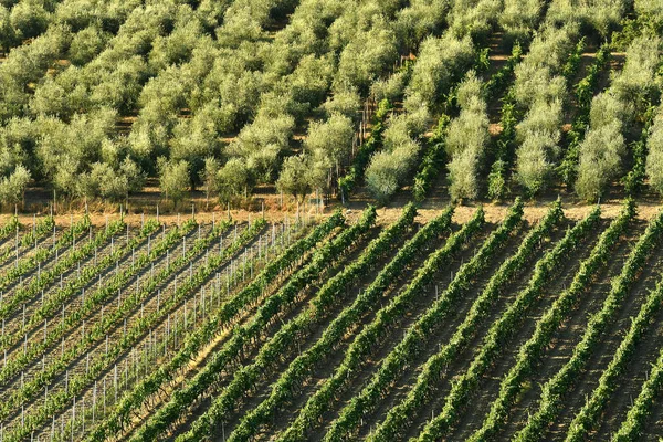 Typical Tuscan Landscape Vineyards Olive Trees Italy — Stock Photo, Image