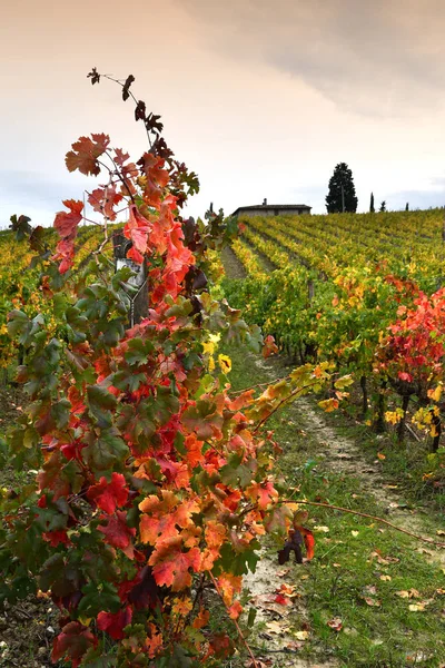Barvy Podzimu Toskánské Vinice Regionu Chianti Nedaleko Florencie Itálie — Stock fotografie