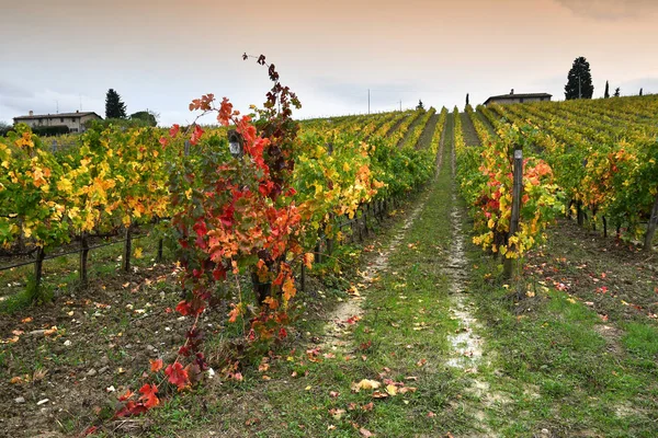 Färgerna Höstsäsongen Toskanska Vingårdar Chianti Regionen Nära Florens Italien — Stockfoto