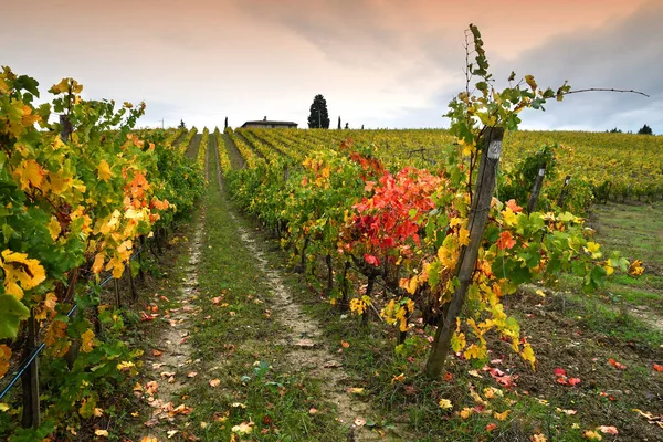 Färgerna Höstsäsongen Toskanska Vingårdar Chianti Regionen Nära Florens Italien — Stockfoto