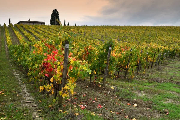 Färgerna Höstsäsongen Toskanska Vingårdar Chianti Regionen Nära Florens Italien — Stockfoto