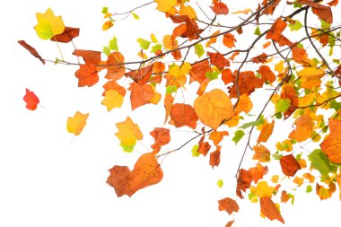 Sonbahar yaprakları beyaz arka plan üzerinde izole renkli