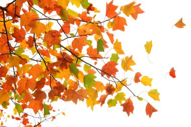 Sonbahar yaprakları beyaz arka plan üzerinde izole renkli