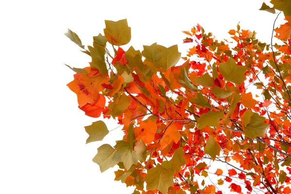 Outono Folhas Coloridas Isoladas Fundo Branco — Fotografia de Stock