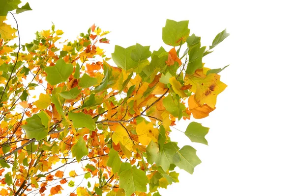 Осенние Цветные Листья Изолированы Белом Фоне — стоковое фото