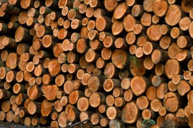 düzenlenen mayo yığını