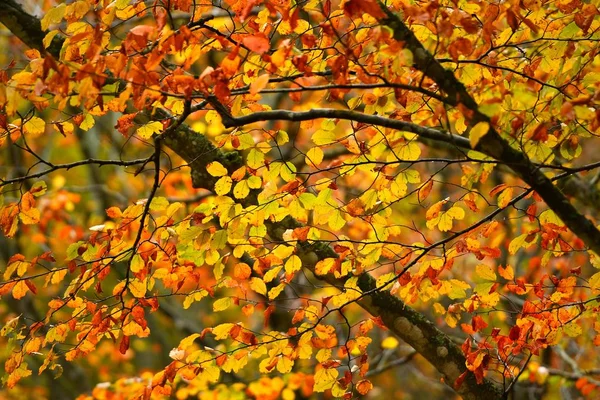 Die Farben Des Herbstes Bunte Blätter Von Buchen Einem Wald — Stockfoto