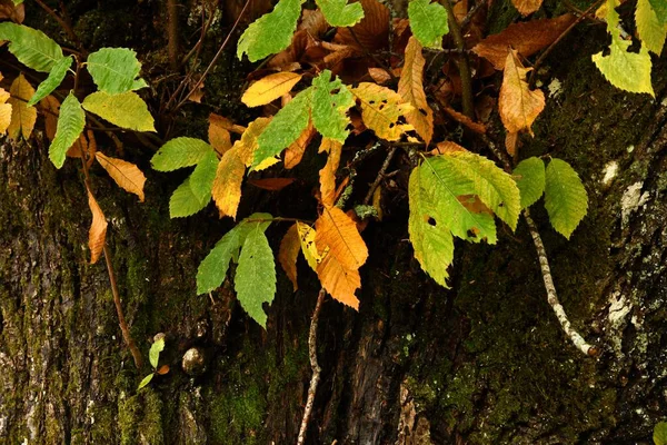 Hojas Castañas Árbol Bosque — Foto de Stock