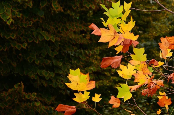 Rode Gele Bladeren Aan Een Boom Herfst Seizoen — Stockfoto