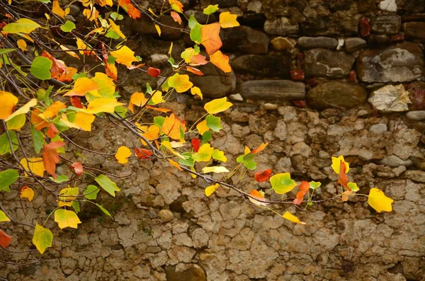 Folhas Vermelhas Amarelas Uma Árvore Estação Outono — Fotografia de Stock