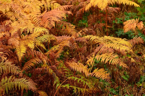 Samambaias Secas Uma Floresta — Fotografia de Stock