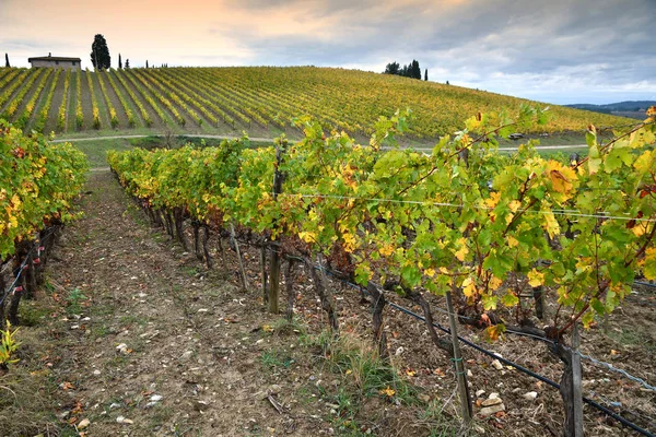 Krásná Krajina Vinicemi Toskánska Během Podzimní Sezóny Regionu Chianti Nedaleko — Stock fotografie