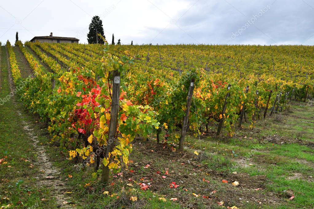 Beautiful landscape with Tuscany vineyards during autumn season in Chianti region near Florence, Italy.