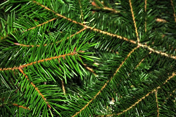 Christmas Background Closeup Fir Tree Xmas Background — Stock Photo, Image