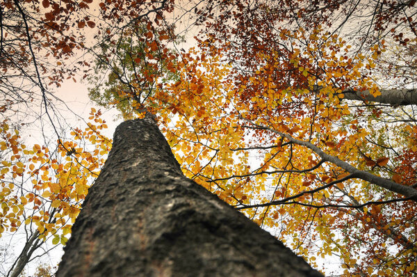 Красивые цвета осенью. жёлтый бук на дереве в лесу
.