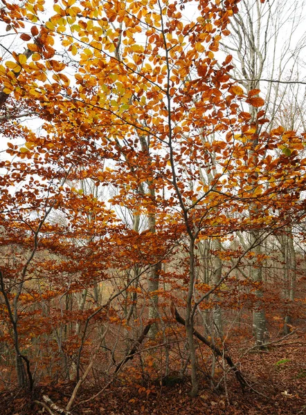 Farbige Buchenblätter Während Der Herbstsaison Einem Wald — Stockfoto