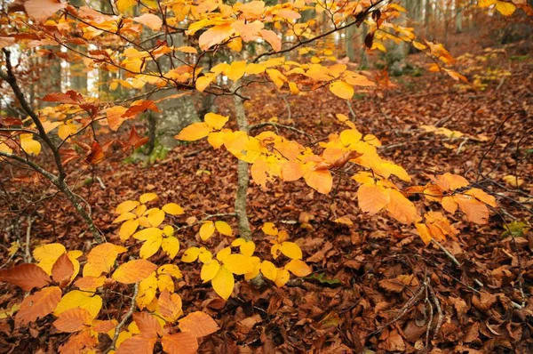 Folhas Faia Coloridas Durante Temporada Outono Uma Floresta — Fotografia de Stock