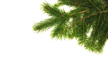 Noel arka plan beyaz arka plan üzerinde köknar ağacı ile. Xmas arka plan