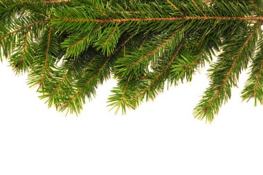 Noel arka plan beyaz arka plan üzerinde köknar ağacı ile. Xmas arka plan