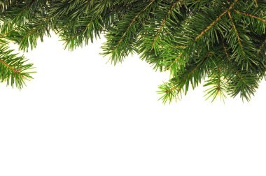 Noel arka plan beyaz arka plan üzerinde köknar ağacı ile. Xmas arka plan