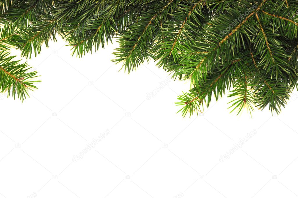 Christmas background with fir tree on white background. Xmas background