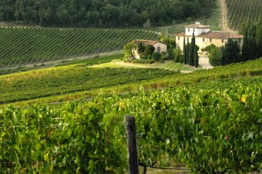 Florence, Eylül 2018: Floransa yakınındaki Chianti bölgesinde yeşil üzüm bağları güzel satırlarının. Toskana İtalya.