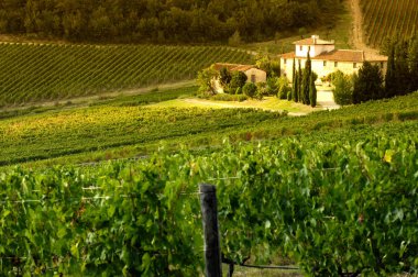 Florence, Eylül 2018: Floransa yakınındaki Chianti bölgesinde yeşil üzüm bağları güzel satırlarının. Toskana İtalya.