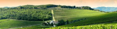 Florence, Eylül 2018: Floransa yakınındaki Chianti bölgesinde yeşil üzüm bağları güzel satırlarının. Toskana İtalya.