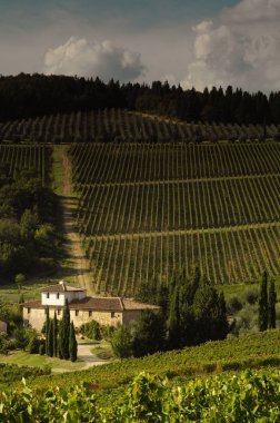 Florence, Eylül 2018: Floransa yakınındaki Chianti bölgesinde yeşil üzüm bağları güzel satırlarının. Toskana İtalya.