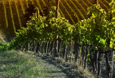 Yeşil üzüm bağları Chianti bölgesinde, Tuscany. İtalya