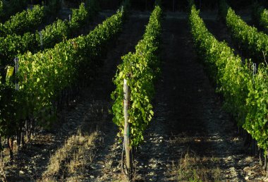 Yeşil üzüm bağları Chianti bölgesinde, Tuscany. İtalya