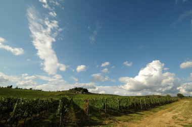 Pontassieve (Florence) yakınındaki mavi bulutlu gökyüzü ile yeşil bağlar. Chianti bölge İtalya.
