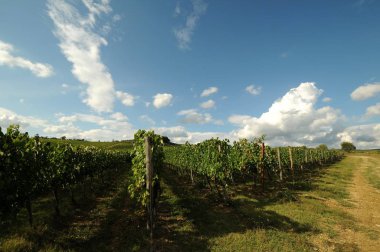 Pontassieve (Florence) yakınındaki mavi bulutlu gökyüzü ile yeşil bağlar. Chianti bölge İtalya.