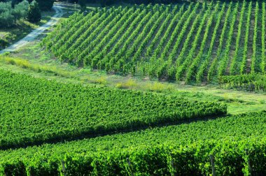 Yeşil üzüm bağları Chianti bölgesinde, Tuscany. İtalya