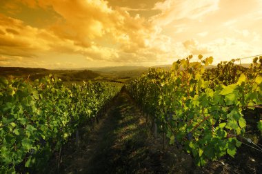 Chianti bölgesinde, Tuscany yeşil üzüm bağları gün batımında. İtalya