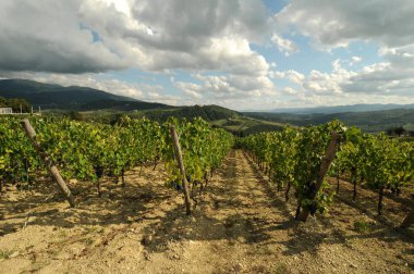 Pontassieve (Florence) yakınındaki mavi bulutlu gökyüzü ile yeşil bağlar. Chianti bölge İtalya.