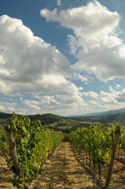 Pontassieve (Florence) yakınındaki mavi bulutlu gökyüzü ile yeşil bağlar. Chianti bölge İtalya.