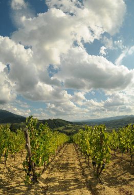 Pontassieve (Florence) yakınındaki mavi bulutlu gökyüzü ile yeşil bağlar. Chianti bölge İtalya.