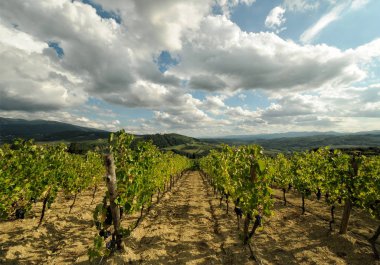 Pontassieve (Florence) yakınındaki mavi bulutlu gökyüzü ile yeşil bağlar. Chianti bölge İtalya.