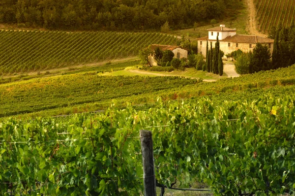 Florença Setembro 2018 Lindas Fileiras Vinhas Verdes Região Chianti Perto — Fotografia de Stock