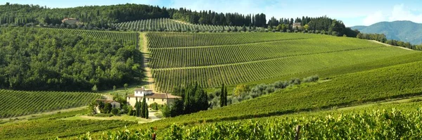 Florence, Eylül 2018: Floransa yakınındaki Chianti bölgesinde yeşil üzüm bağları güzel satırlarının. Toskana İtalya.