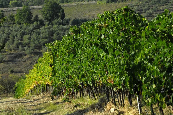 Groene Wijngaarden Chianti Regio Toscane Italië — Stockfoto