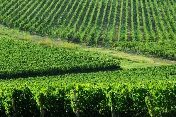 Green Vineyards Chianti Region Tuscany Italy — Stock Photo, Image