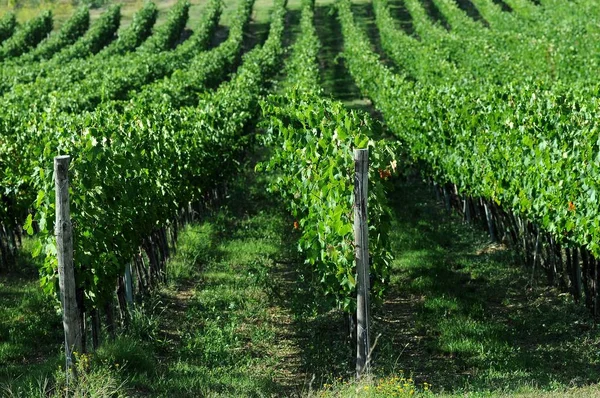 Vigneti Verdi Nel Chianti Toscana Italia — Foto Stock